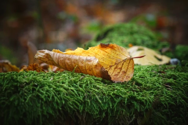 Akce KJM: Příběh listí