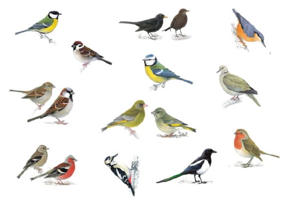 Akce KJM: Ptačí leden