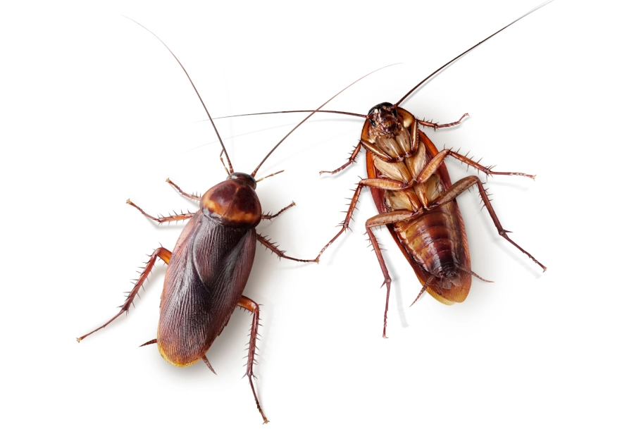 Akce KJM: Březnoví švábi