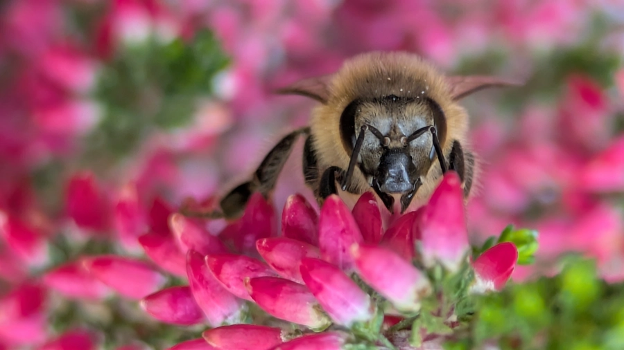 Akce KJM: Včelí symfonie