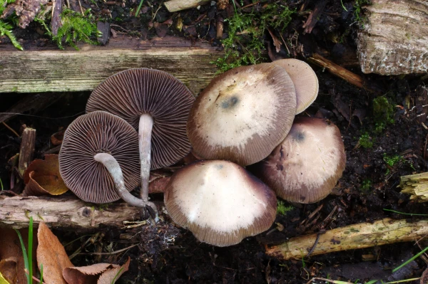 Akce KJM: Jan Borovička: Psychotropní houby kdysi a dnes