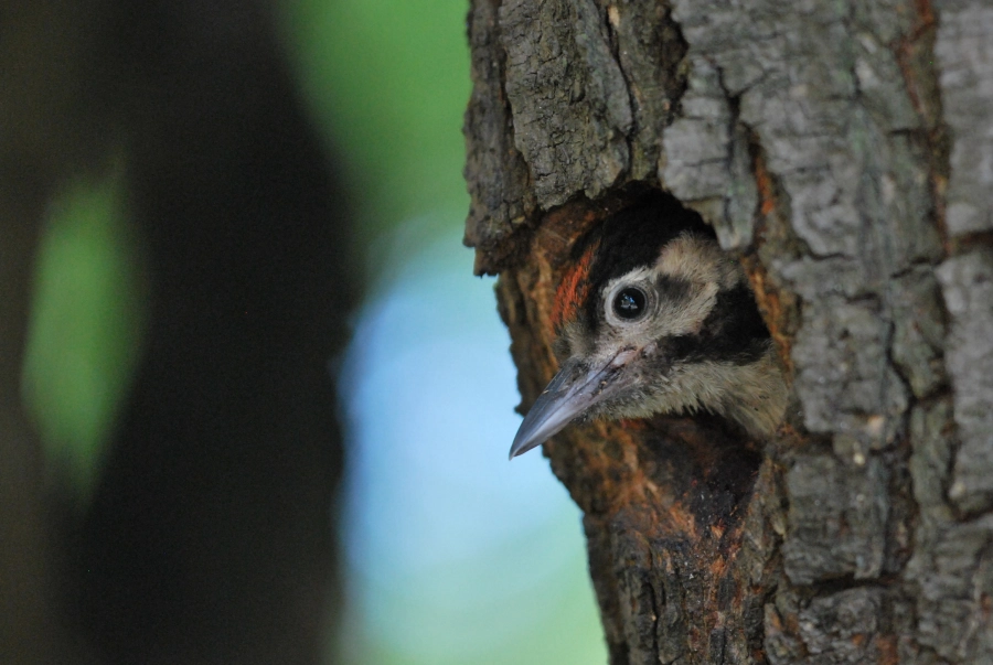 Akce KJM: Jan Sychra: Ptáci ve městě