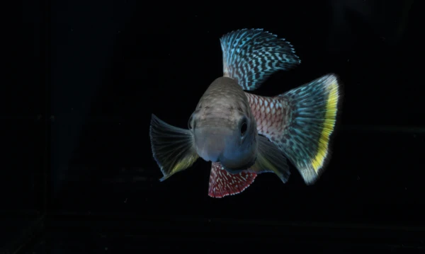 Akce KJM: Milan Vrtílek: Není to jen o genech