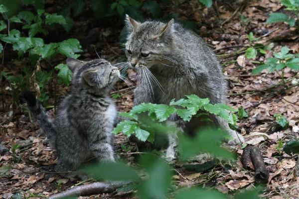 Akce KJM: Jarmila Krojerová: Divoké kočkovité šelmy žijící v našich lesích