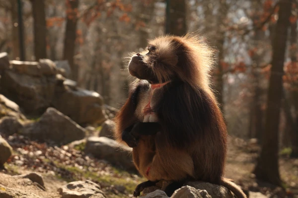 Akce KJM: Vernisáž výstavy Zvířata v Zoo Brno