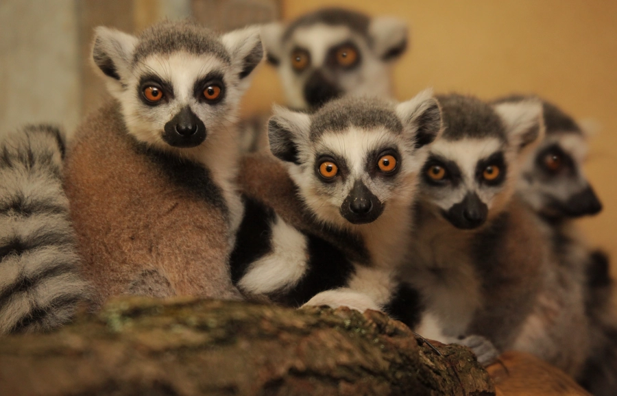 Akce KJM: Zvířata v Zoo Brno