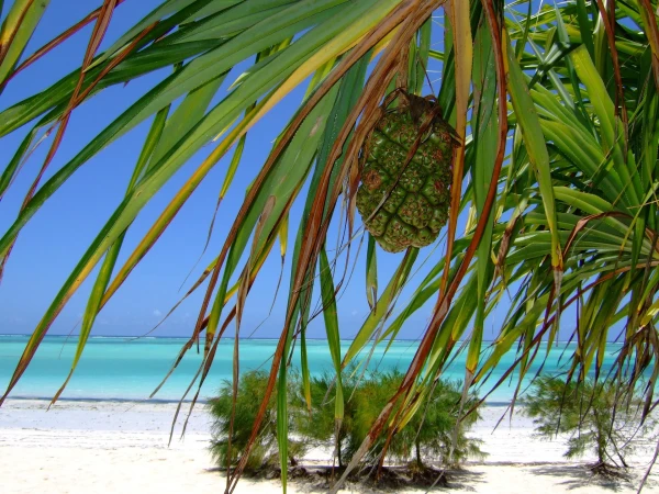 Akce KJM: Cestovatelský rok – Zanzibar