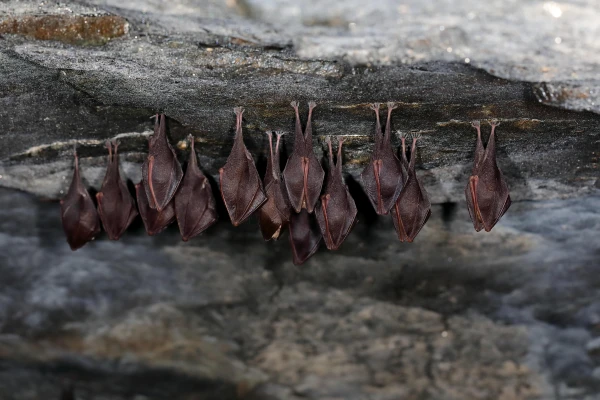 Akce KJM: Jan Zukal: Hibernace netopýrů a lety do vesmíru