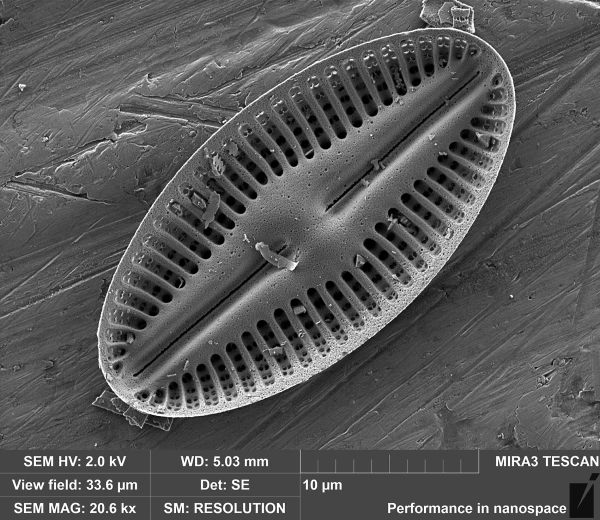 Akce KJM: TESCAN: Letem světem elektronové mikroskopie