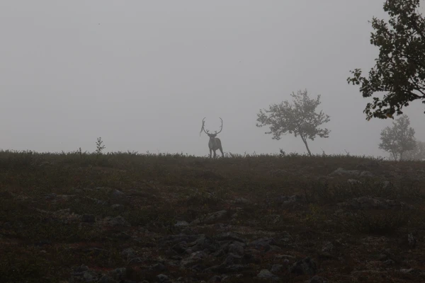 Akce KJM: Ve stopách sobů v severním Laponsku s Harri Ahonenem