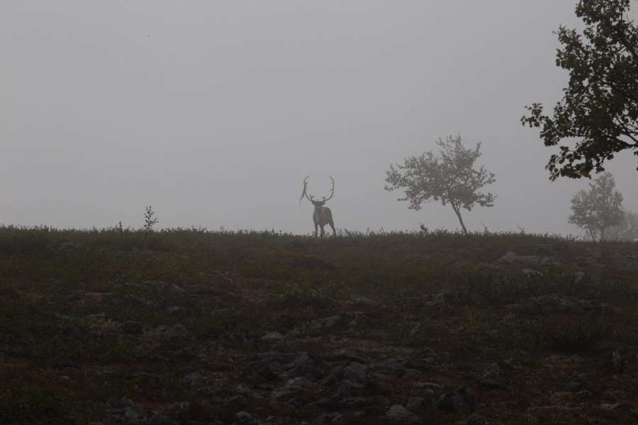 Akce KJM: Ve stopách sobů v severním Laponsku s Harri Ahonenem