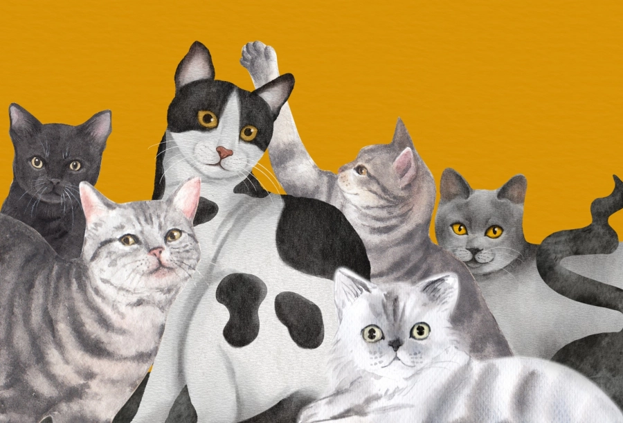 Akce KJM: Dětský kvíz: Drápky a fousky